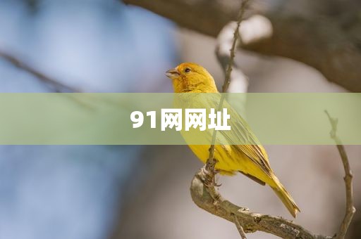 91网网址