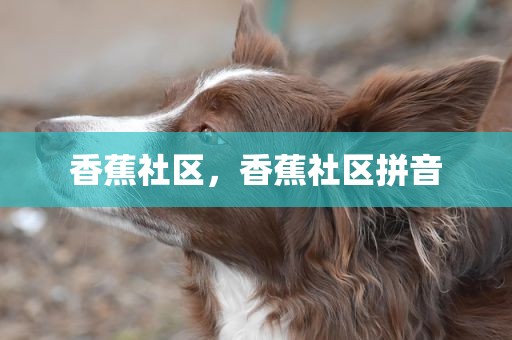 香蕉社区，香蕉社区拼音