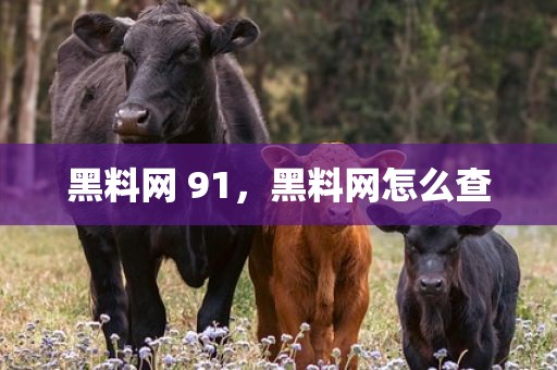 黑料网 91，黑料网怎么查