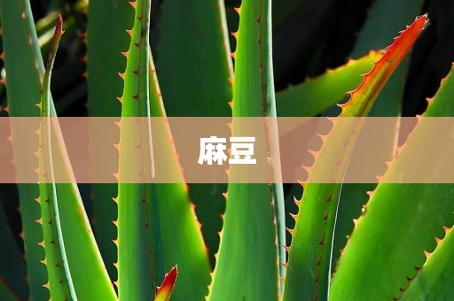 麻豆