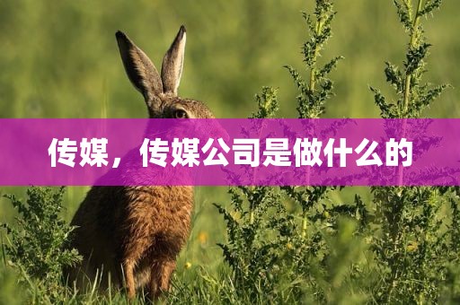 传媒，传媒公司是做什么的