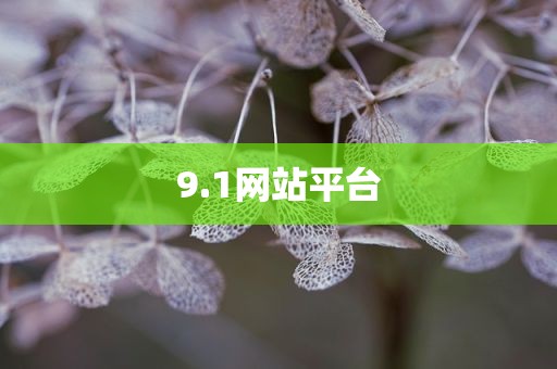 9.1网站平台
