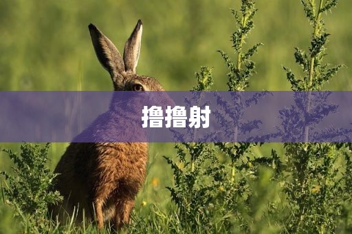 撸撸射