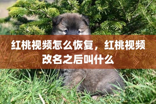 红桃视频怎么恢复，红桃视频改名之后叫什么