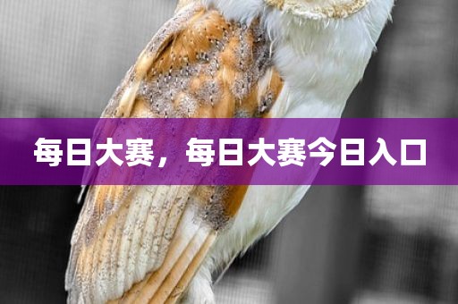 每日大赛，每日大赛今日入口