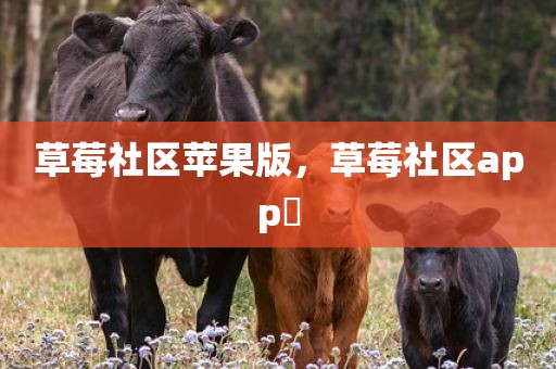 草莓社区苹果版，草莓社区app 
