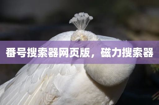 番号搜索器网页版，磁力搜索器