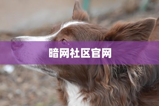 暗网社区官网