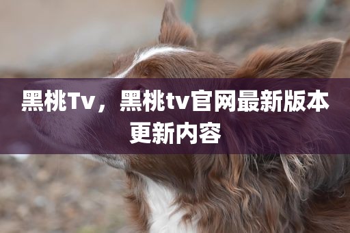 黑桃Tv，黑桃tv官网最新版本更新内容