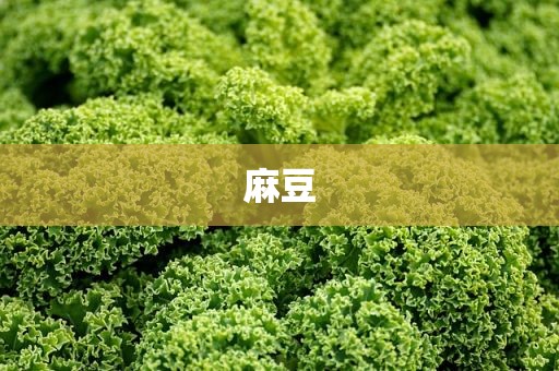 麻豆