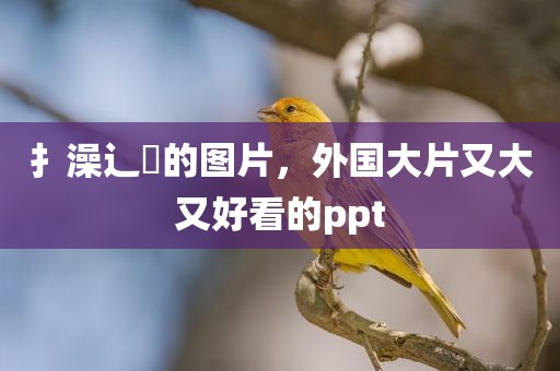 扌澡辶畐的图片，外国大片又大又好看的ppt