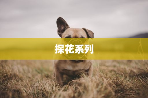 探花系列