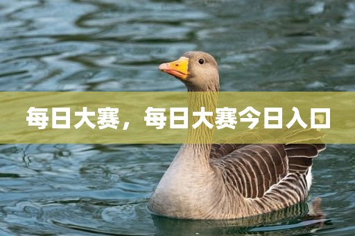 每日大赛，每日大赛今日入口