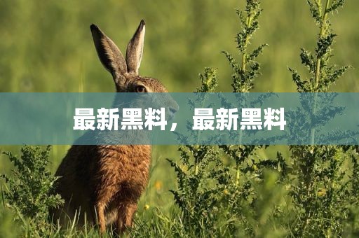 最新黑料，最新黑料
