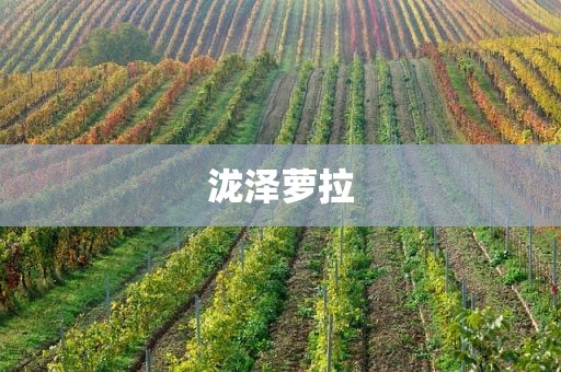 泷泽萝拉
