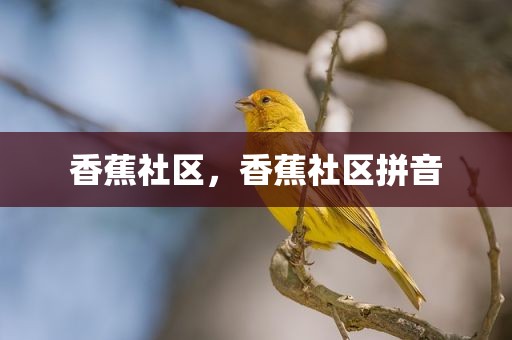 香蕉社区，香蕉社区拼音