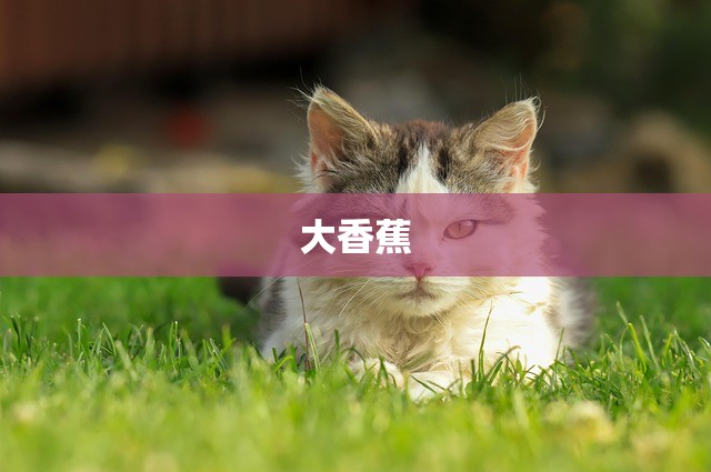 大香蕉