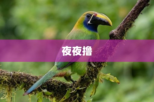 夜夜撸