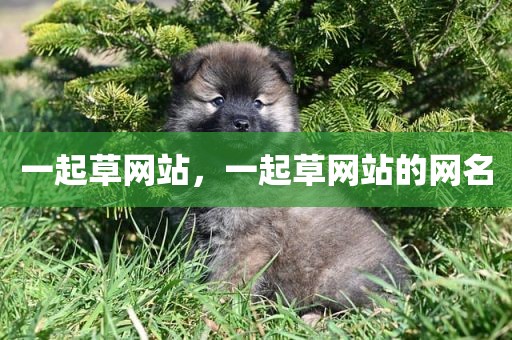 一起草网站，一起草网站的网名