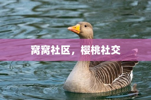 窝窝社区，樱桃社交