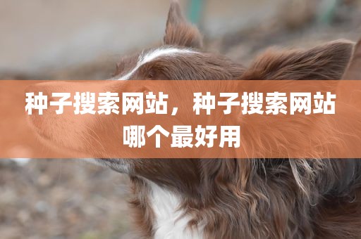 种子搜索网站，种子搜索网站哪个最好用