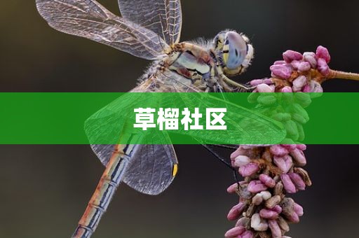 草榴社区