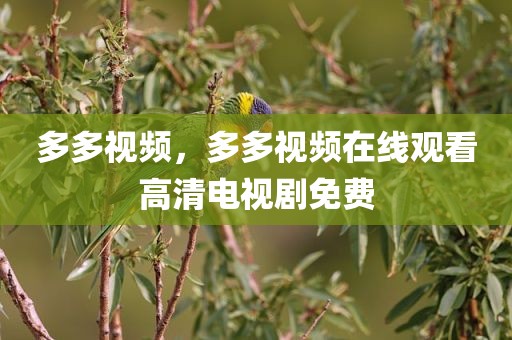 多多视频，多多视频在线观看高清电视剧免费