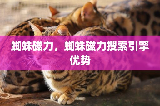 蜘蛛磁力，蜘蛛磁力搜索引擎优势