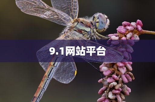 9.1网站平台