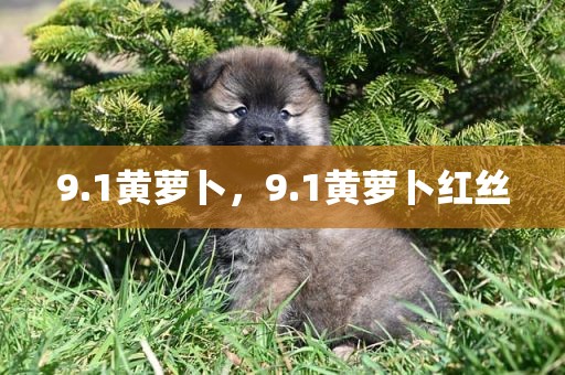 9.1黄萝卜，9.1黄萝卜红丝