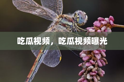 吃瓜视频，吃瓜视频曝光