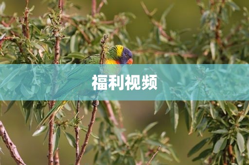 福利视频