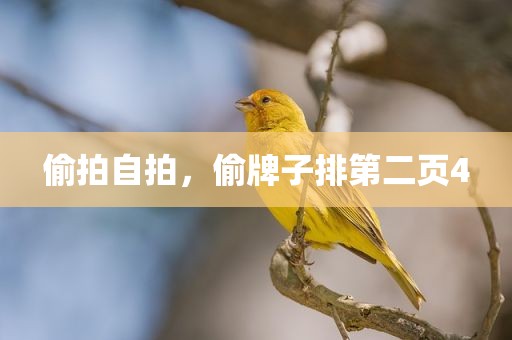 偷拍自拍，偷牌子排第二页4
