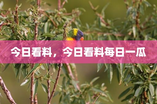 今日看料，今日看料每日一瓜