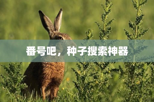 番号吧，种子搜索神器