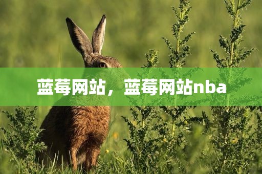 蓝莓网站，蓝莓网站nba