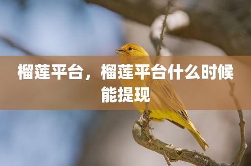 榴莲平台，榴莲平台什么时候能提现