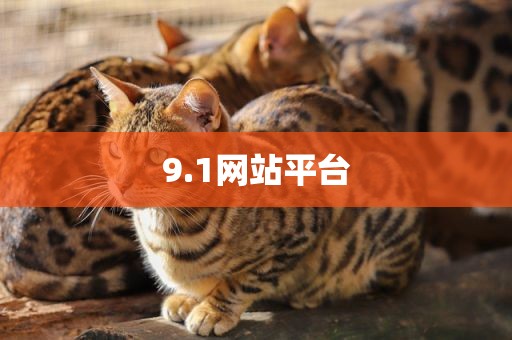9.1网站平台