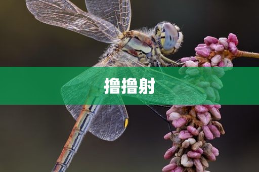 撸撸射