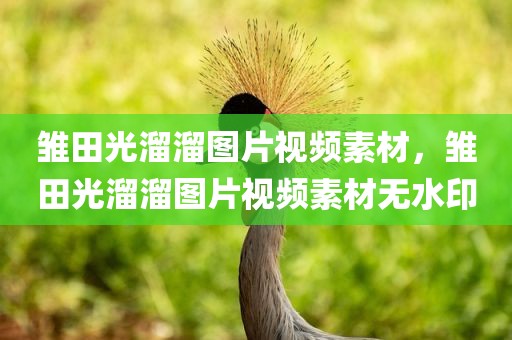 雏田光溜溜图片视频素材，雏田光溜溜图片视频素材无水印