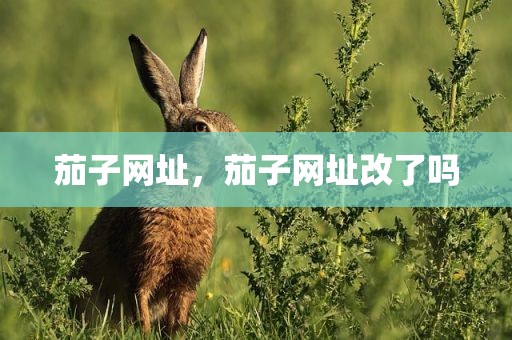茄子网址，茄子网址改了吗