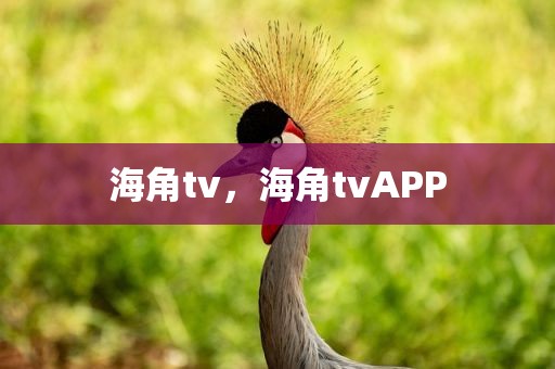 海角tv，海角tvAPP