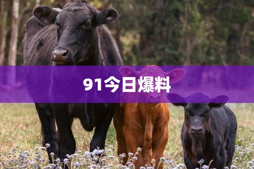 91今日爆料