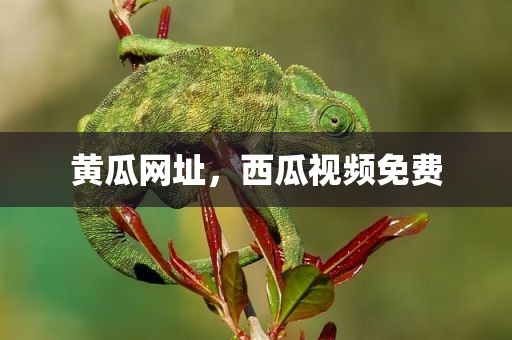 黄瓜网址，西瓜视频免费