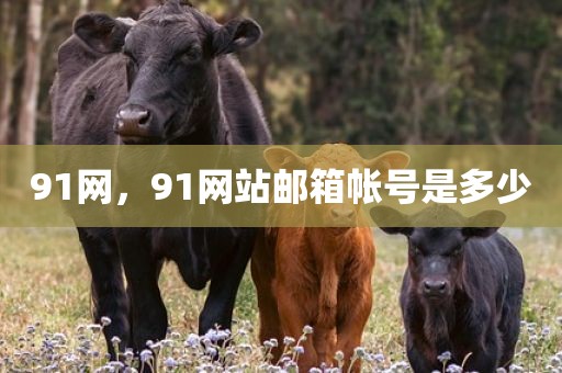 91网，91网站邮箱帐号是多少