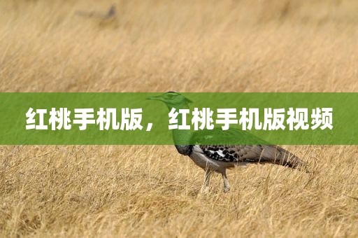 红桃手机版，红桃手机版视频