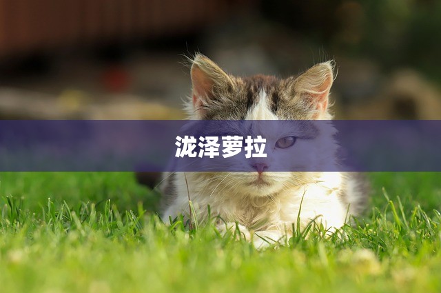 泷泽萝拉
