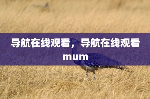导航在线观看，导航在线观看mum