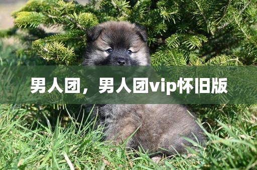 男人团，男人团vip怀旧版