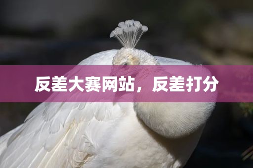 反差大赛网站，反差打分